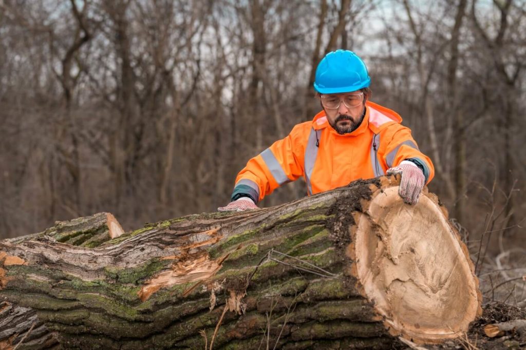 forestry-technician-working-in-remote-areas